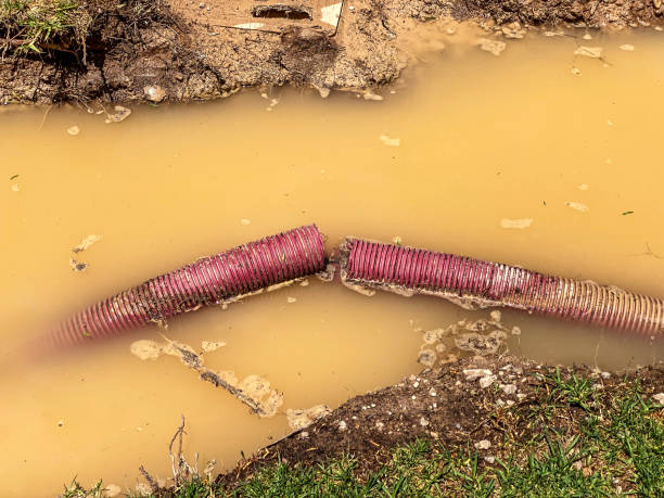 Best Mold removal after water damage  in Mills, WY